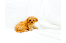 Cute Cavalier King Charles Spaniel and Poodle Mix Poodle Mix Puppy