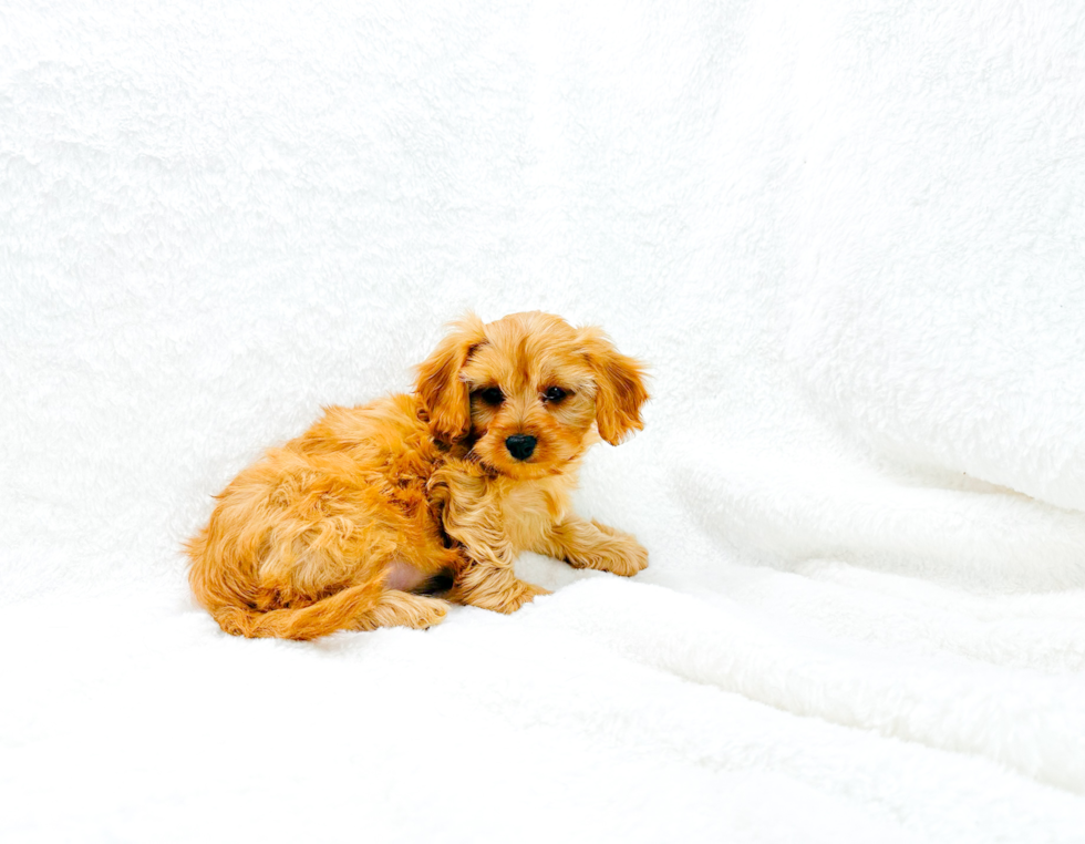 Cute Cavalier King Charles Spaniel and Poodle Mix Poodle Mix Puppy