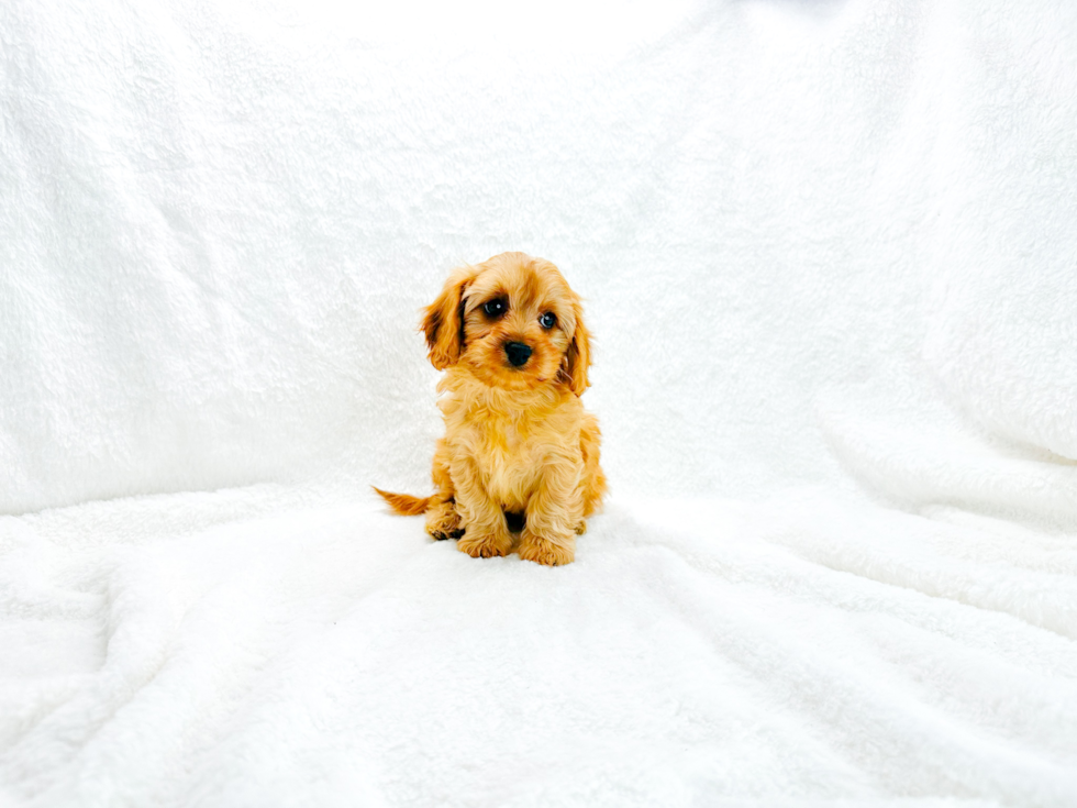 Cavapoo Pup Being Cute