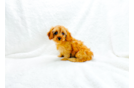 Cute Cavapoo Baby