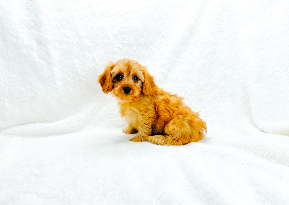 Cute Cavapoo Baby