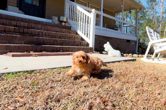 Cute Cavoodle Poodle Mix Puppy