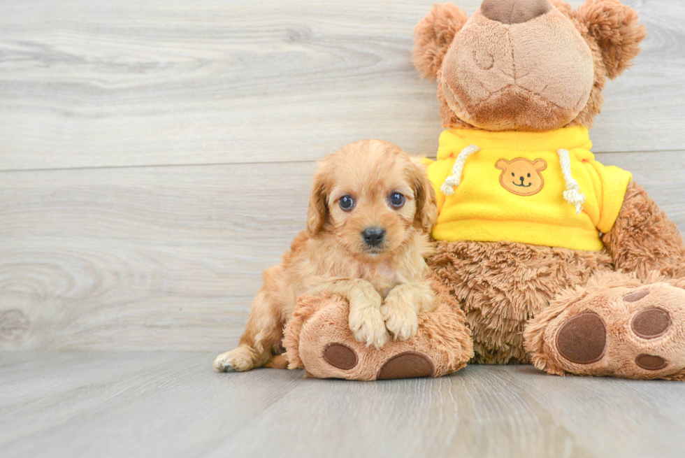 Cavapoo Pup Being Cute