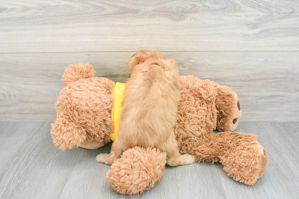 Cavapoo Pup Being Cute