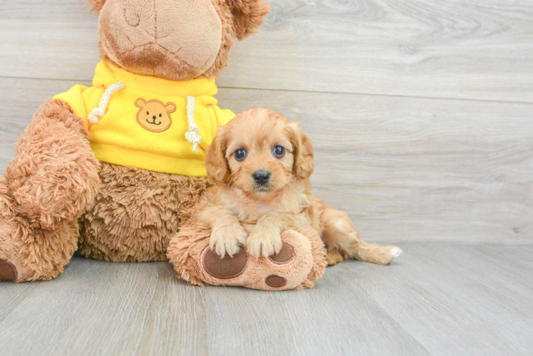 Best Cavapoo Baby