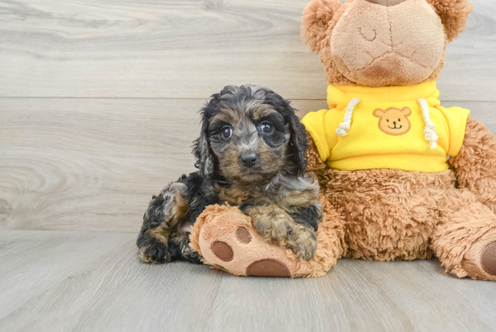 Popular Cavapoo Poodle Mix Pup