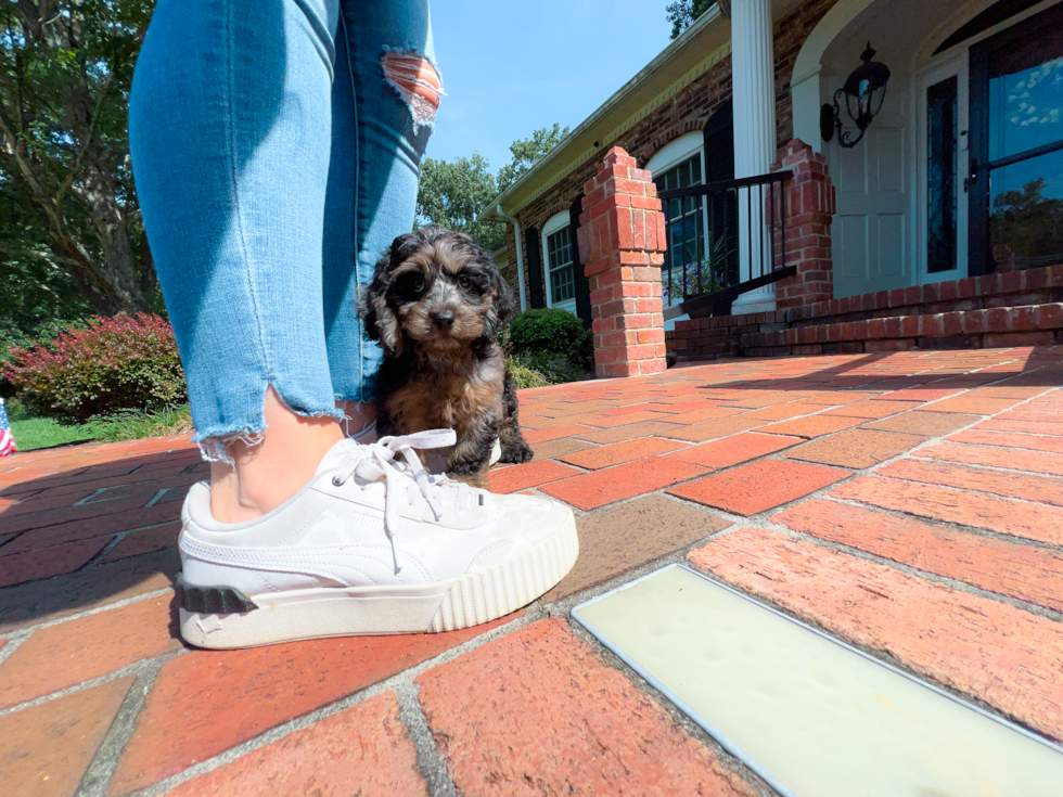 Cute Cavapoo Poodle Mix Pup