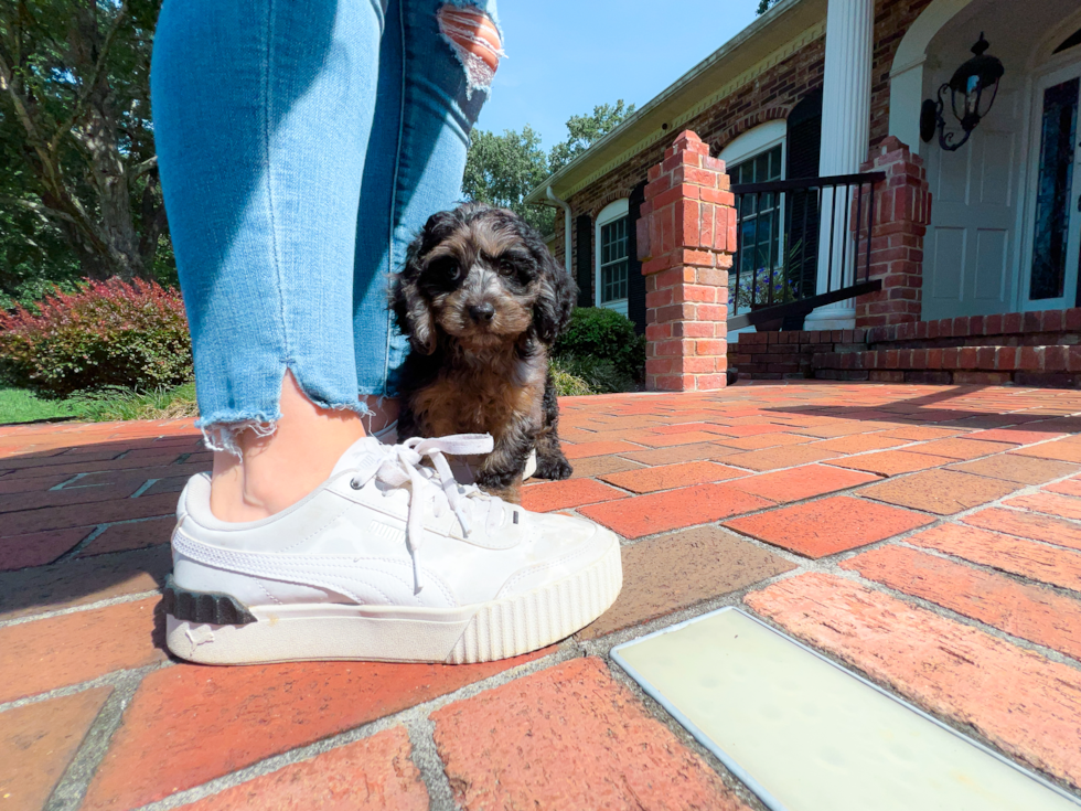 Cute Cavapoo Poodle Mix Pup