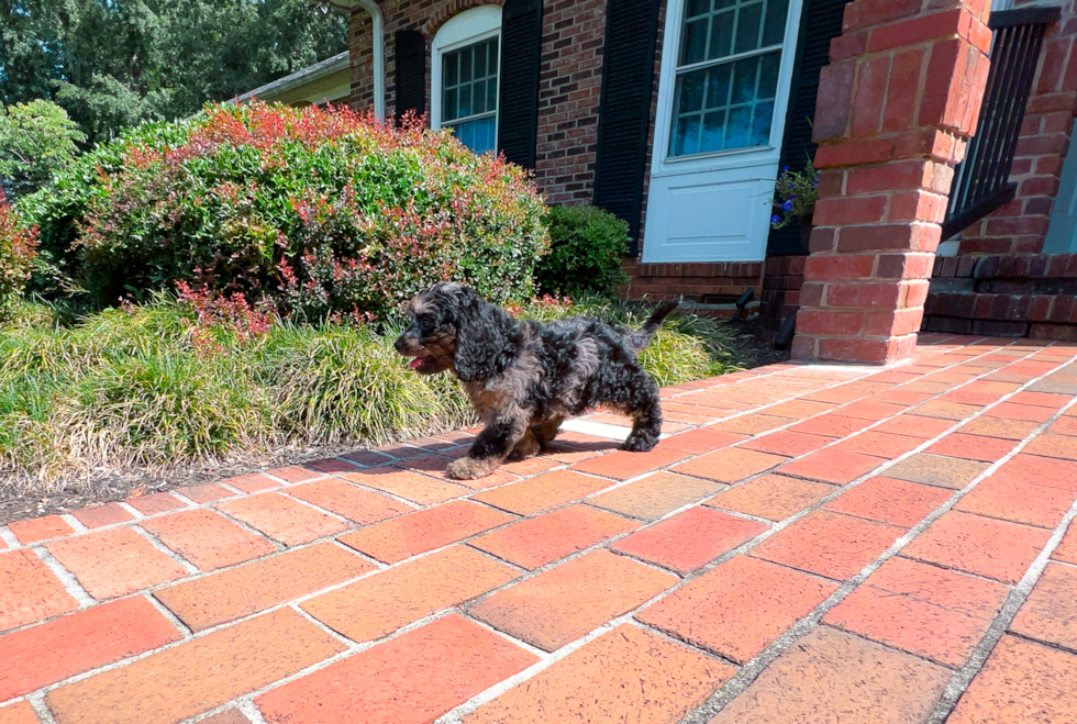 Cute Cavapoo Poodle Mix Pup