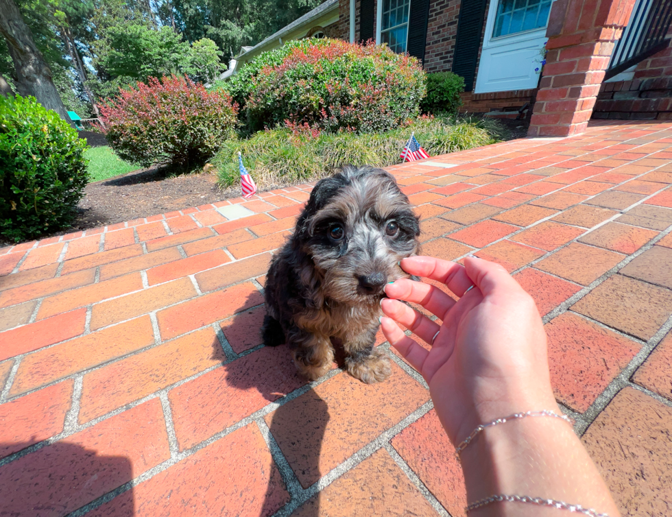 Cavapoo Puppy for Adoption