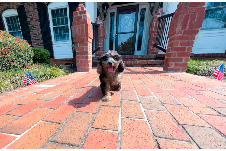 Cute Cavapoo Baby