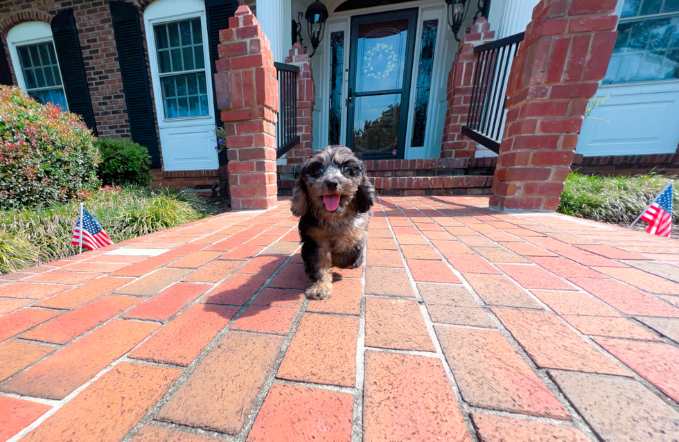 Cute Cavapoo Baby