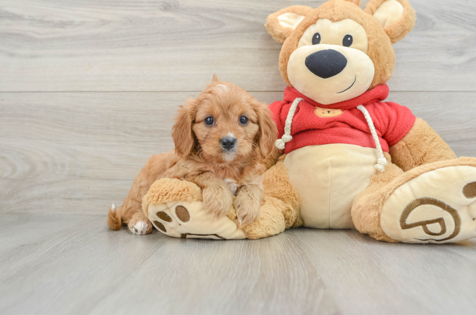 6 week old Cavapoo Puppy For Sale - Simply Southern Pups