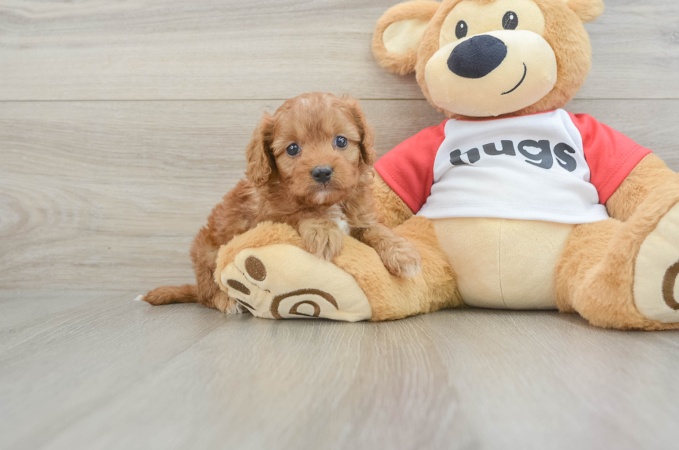 7 week old Cavapoo Puppy For Sale - Simply Southern Pups