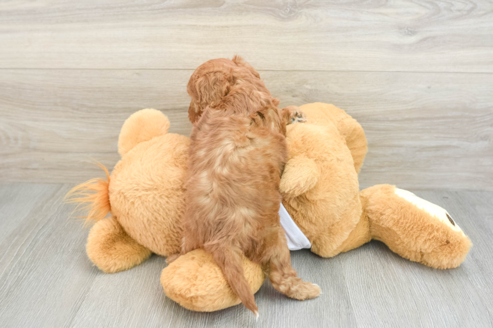 Cavapoo Pup Being Cute