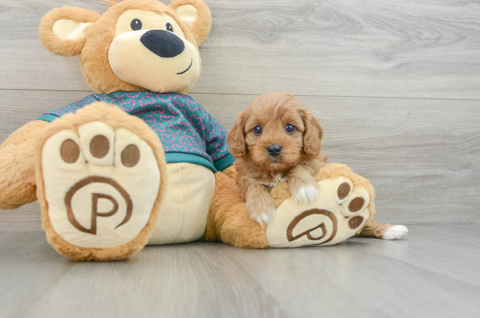 6 week old Cavapoo Puppy For Sale - Simply Southern Pups