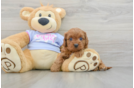 Sweet Cavapoo Baby