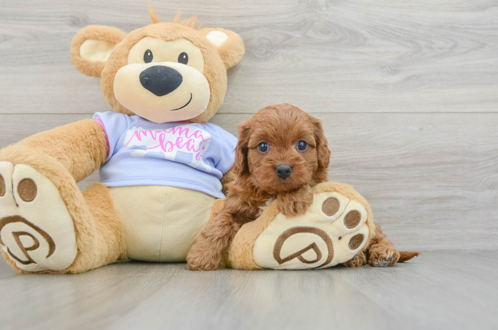 6 week old Cavapoo Puppy For Sale - Simply Southern Pups