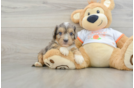 Small Cavapoo Baby