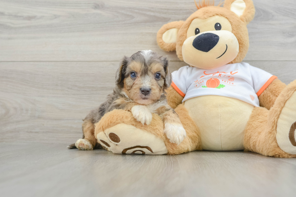 Small Cavapoo Baby