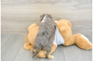Sweet Cavapoo Baby