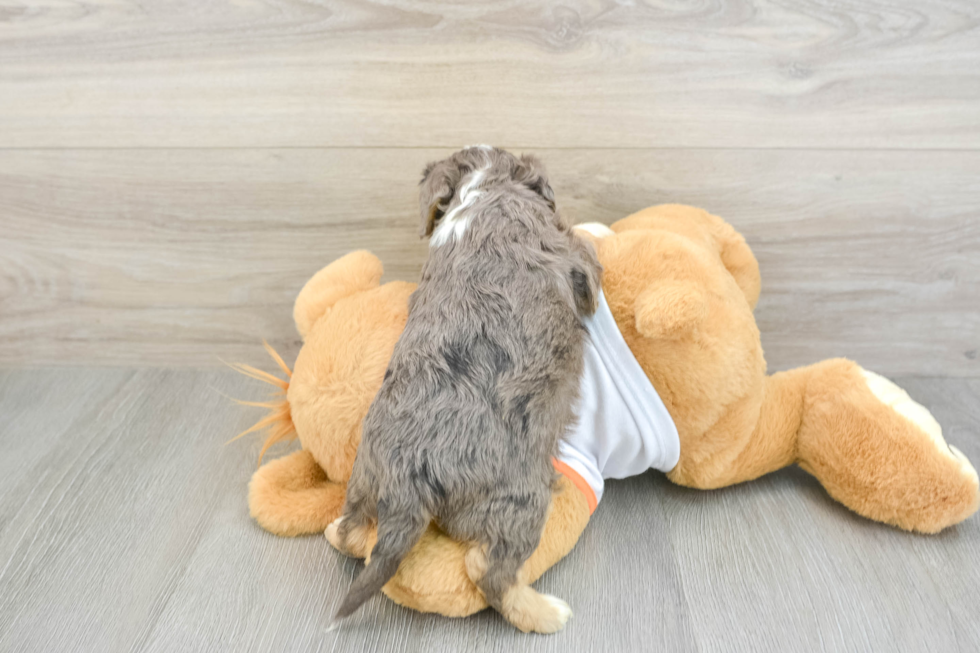 Sweet Cavapoo Baby