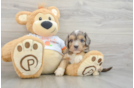 Smart Cavapoo Poodle Mix Pup