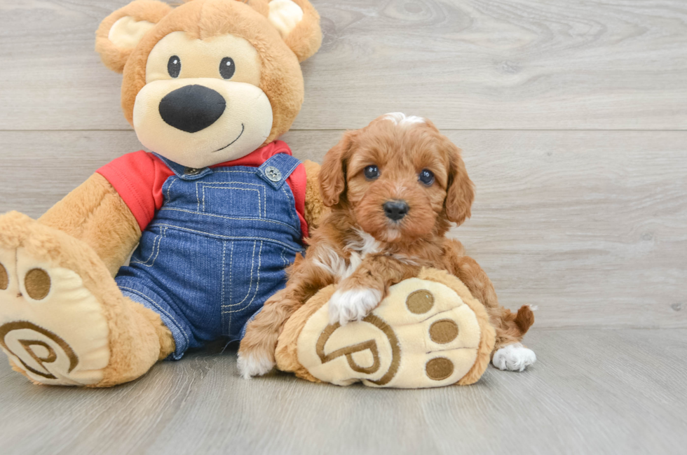 5 week old Cavapoo Puppy For Sale - Simply Southern Pups