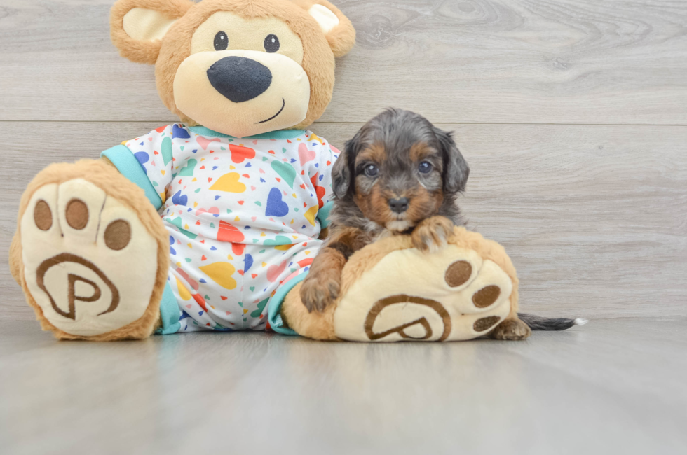 6 week old Cavapoo Puppy For Sale - Simply Southern Pups