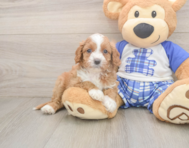 7 week old Cavapoo Puppy For Sale - Simply Southern Pups