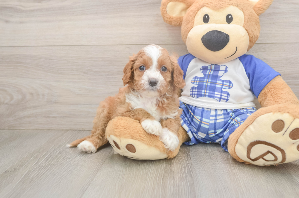 5 week old Cavapoo Puppy For Sale - Simply Southern Pups