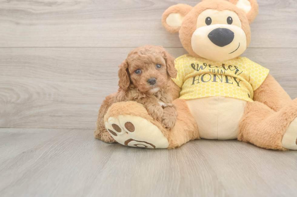 5 week old Cavapoo Puppy For Sale - Simply Southern Pups