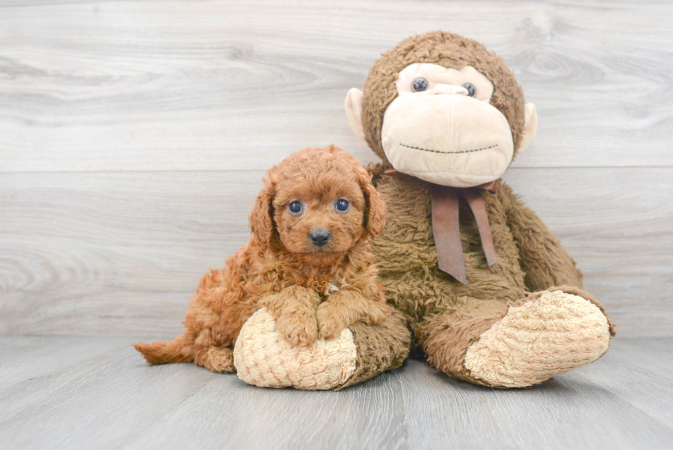 Cavapoo Puppy for Adoption