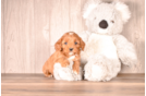 Cute Cavapoo Poodle Mix Pup