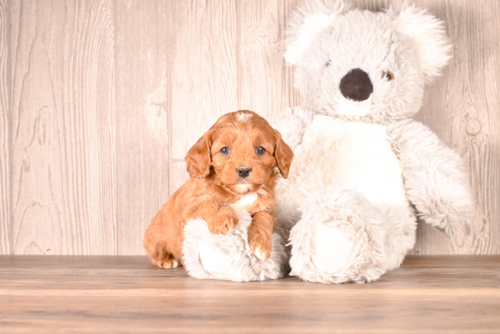 Cute Cavapoo Poodle Mix Pup