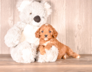 6 week old Cavapoo Puppy For Sale - Simply Southern Pups