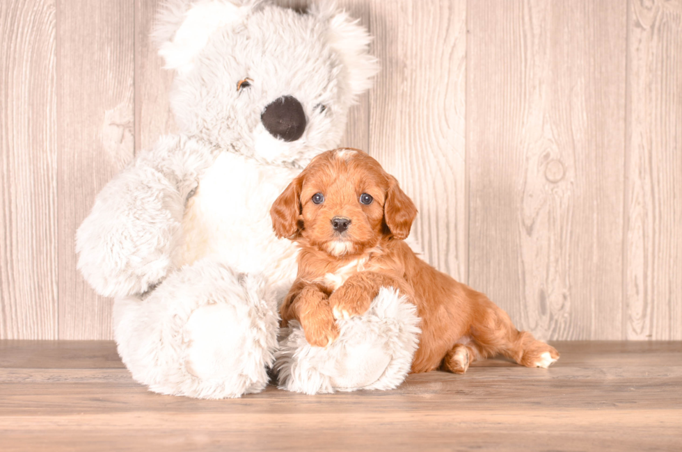 5 week old Cavapoo Puppy For Sale - Simply Southern Pups