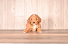 Cute Cavapoo Poodle Mix Pup