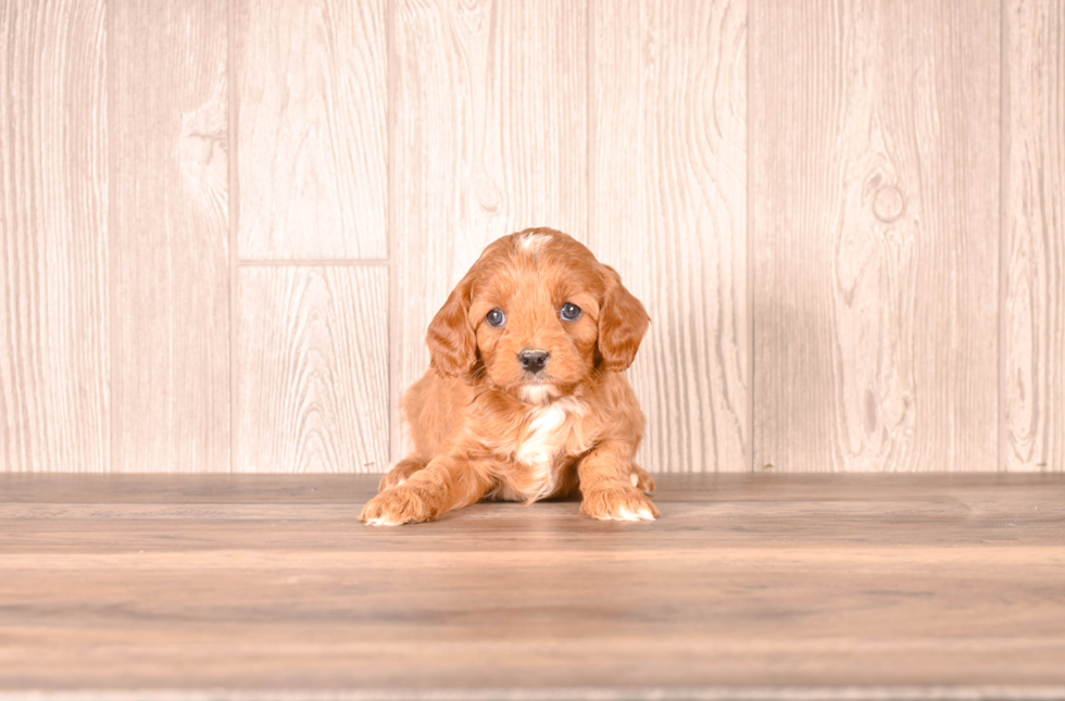 Cute Cavapoo Poodle Mix Pup