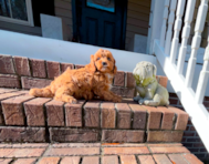8 week old Cavapoo Puppy For Sale - Simply Southern Pups