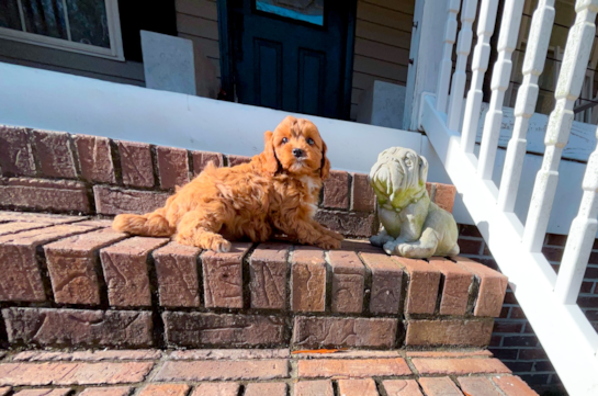 Cavapoo Pup Being Cute