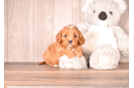 Cute Cavoodle Poodle Mix Puppy