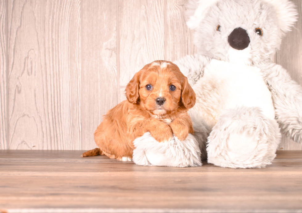 Cute Cavoodle Poodle Mix Puppy