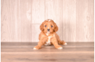 Cavapoo Puppy for Adoption
