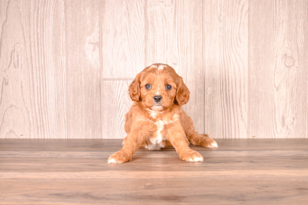 Cavapoo Puppy for Adoption