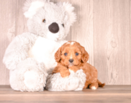 7 week old Cavapoo Puppy For Sale - Simply Southern Pups