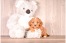 Cute Cavapoo Poodle Mix Pup