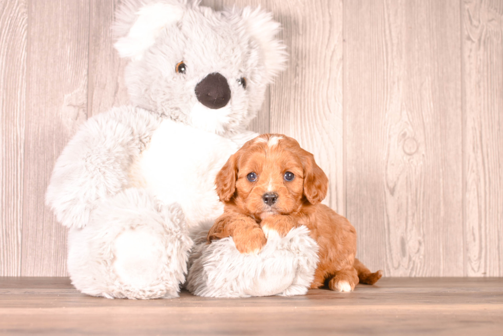 Cute Cavapoo Poodle Mix Pup