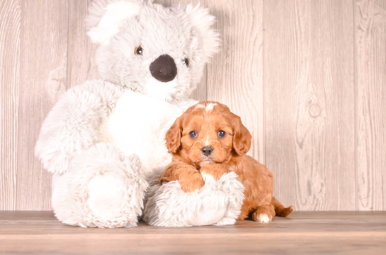 Cute Cavapoo Poodle Mix Pup