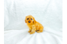 Cute Cavapoo Poodle Mix Pup